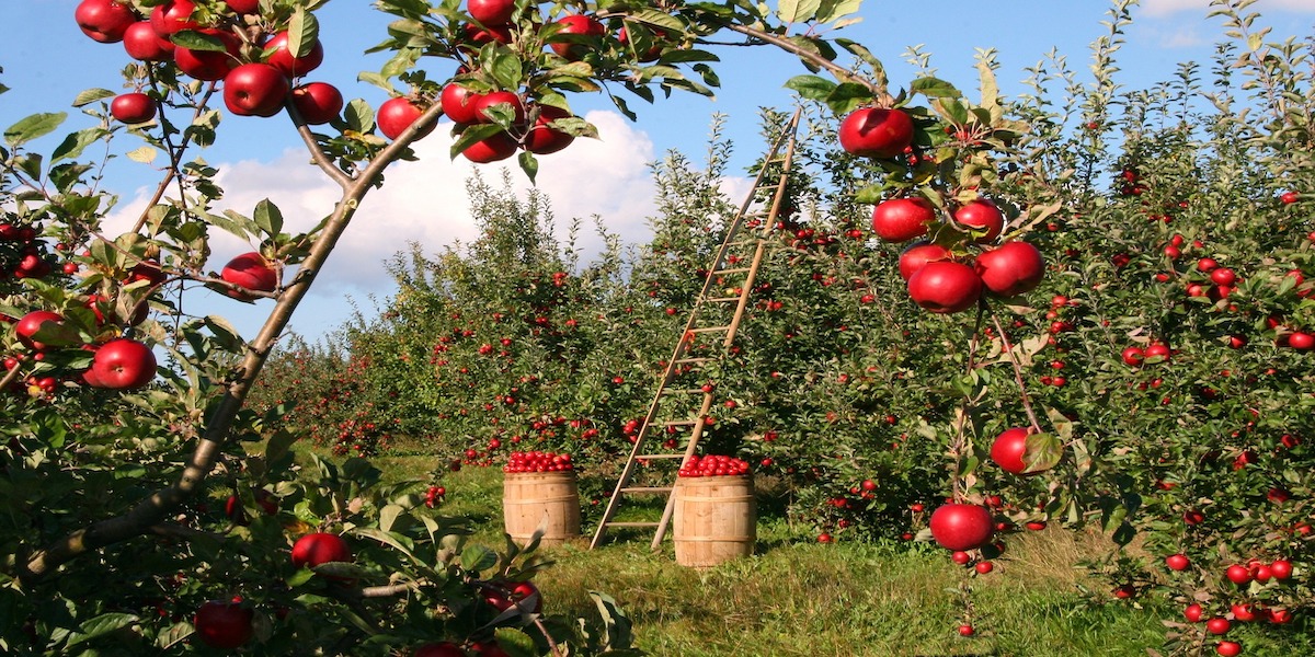 California activity, Apple picking, apple picking in ca, oak glen, willowbrook apple farm 