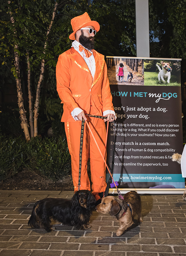 dogs with owner, walking dogs, costume