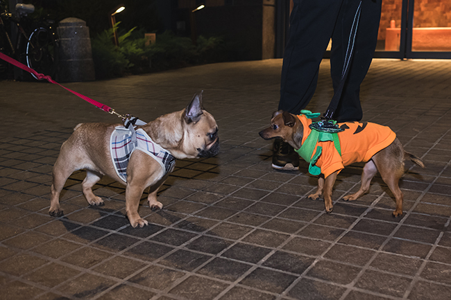 dogs face off, pug bulldog, pumpkin costume, Burberry harness
