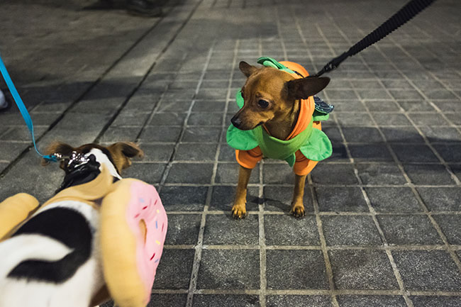 donuts, pumpkins, halloween inspiration for dogs