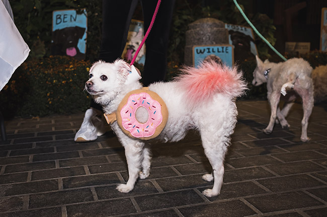 dogs as donuts, good costume ideas for dogs, strawberry frosted