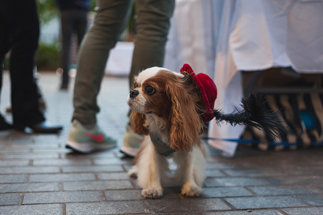 renaissance dog, creative costume ideas for dogs, DIY costume