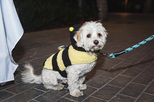 maltipoo, bumblebee costume for dogs, transformers